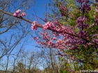 the Eastern Redbuds were in full bloom on this spring 2020 day